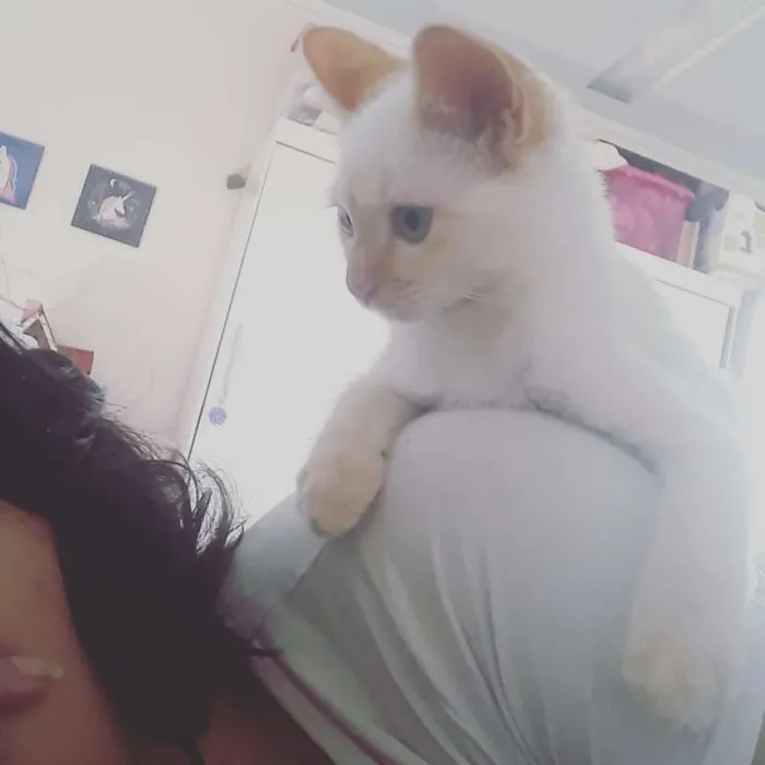 Gato ra a SRD idade 2 a 6 meses nome Ajay