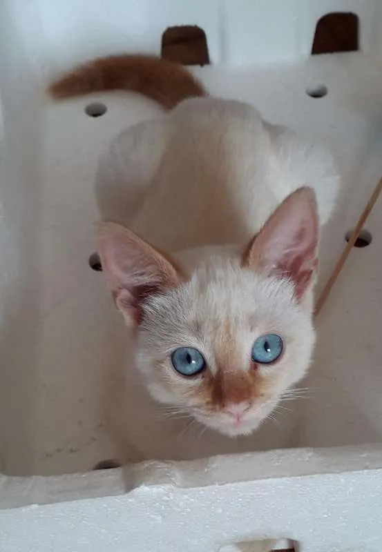 Gato ra a SRD idade 2 a 6 meses nome Ajay