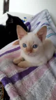Ajay