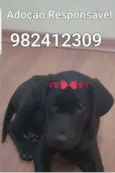 Pretinha linda