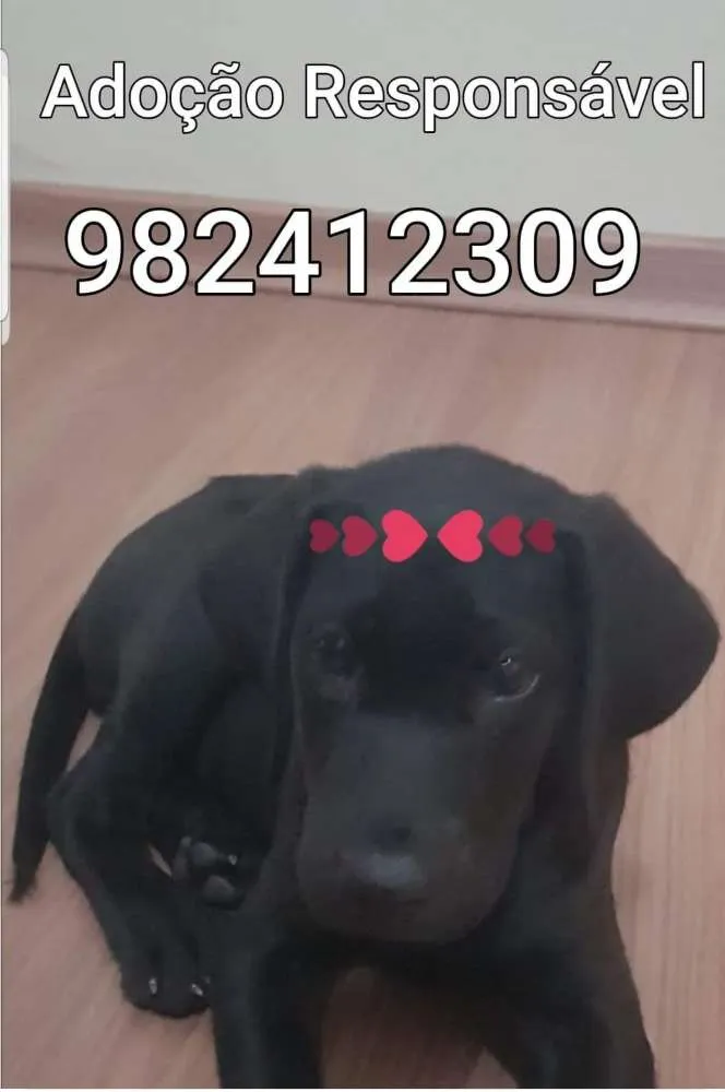 Cachorro ra a  idade 2 a 6 meses nome Pretinha linda