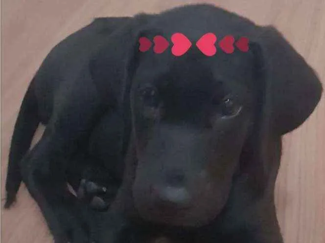 Cachorro ra a  idade 2 a 6 meses nome Pretinha linda
