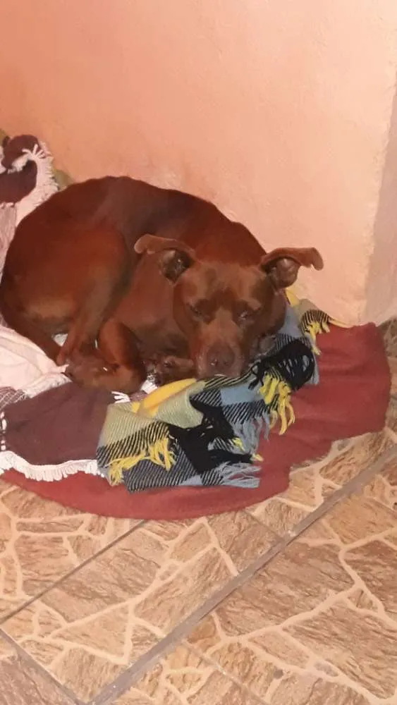 Cachorro ra a Pitbull  idade 6 ou mais anos nome Brownie
