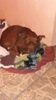 Brownie
