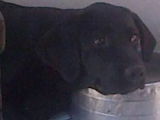 Cachorro ra a Labrador idade 1 ano nome Kijja