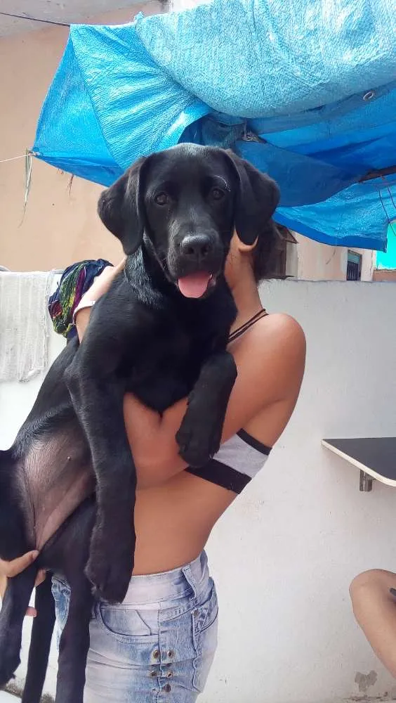 Cachorro ra a Labrador idade 1 ano nome Kijja