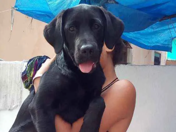Cachorro ra a Labrador idade 1 ano nome Kijja