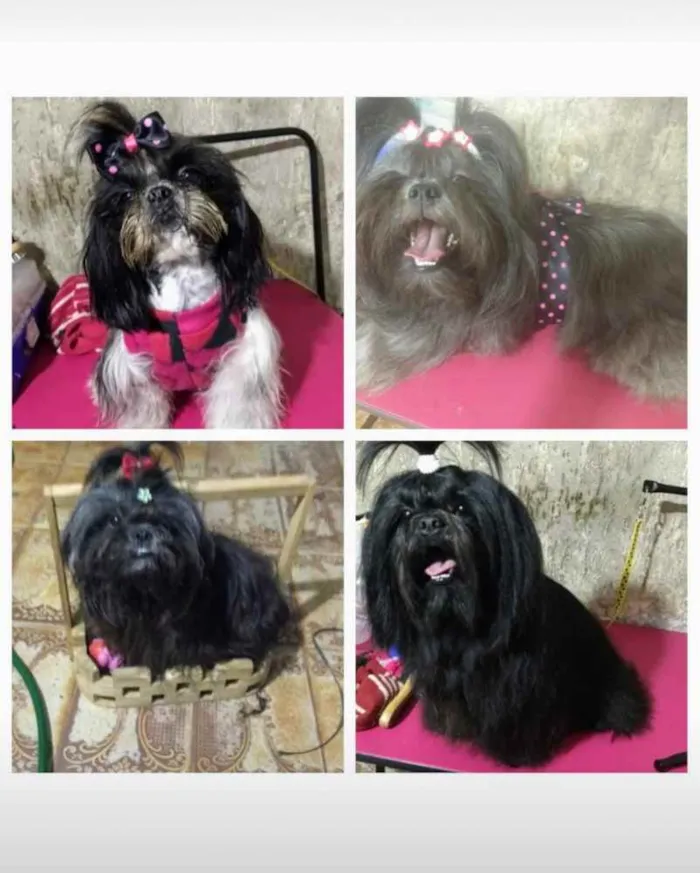 Cachorro raça Shitzu idade 3 anos nome Luck,Cherry,Jill,cla