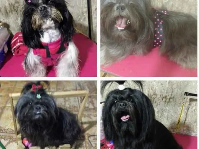 Cachorro raça Shitzu idade 3 anos nome Luck,Cherry,Jill,cla