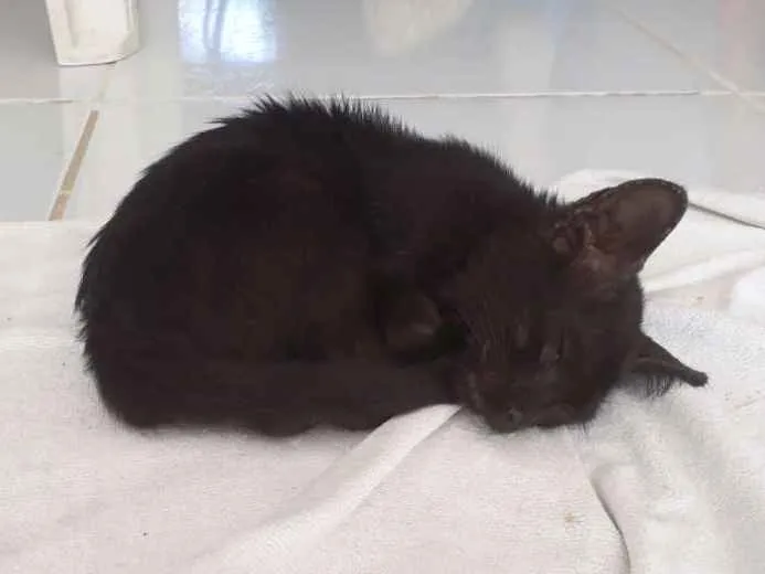 Gato raça  idade 2 a 6 meses nome Ainda não tem nome
