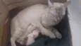 Gatinhos