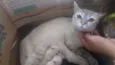 Gatinhos