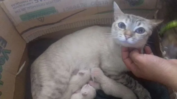Gato ra a Gato  idade  nome Gatinhos