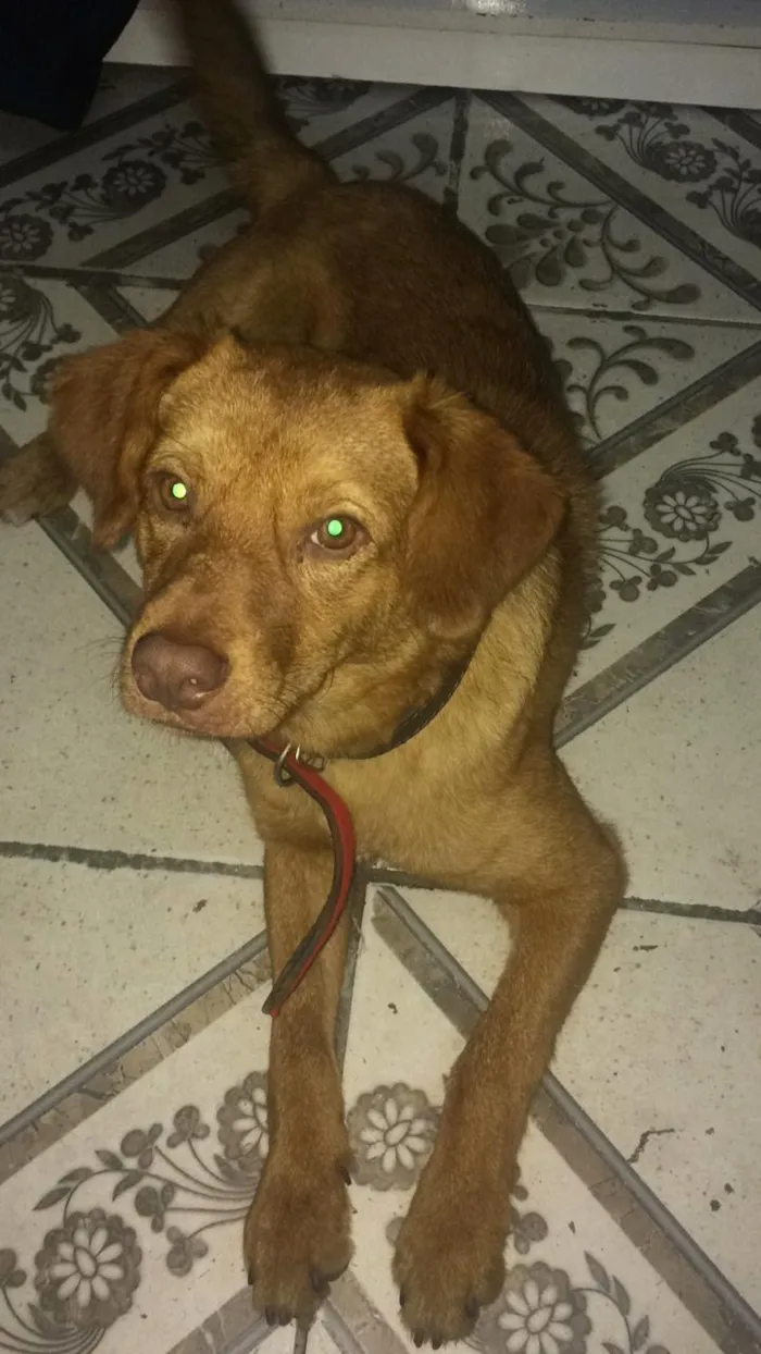 Cachorro raça viralat idade 7 a 11 meses nome shcoop