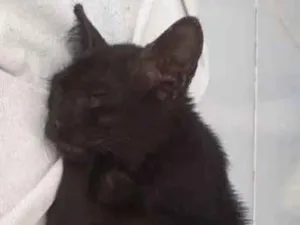 Gato raça  idade 2 a 6 meses nome Ainda não tem nome