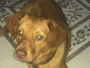 Cachorro raça viralat idade 7 a 11 meses nome shcoop