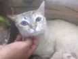 Gatinhos