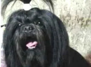 Cachorro raça Shitzu idade 3 anos nome Luck,Cherry,Jill,cla