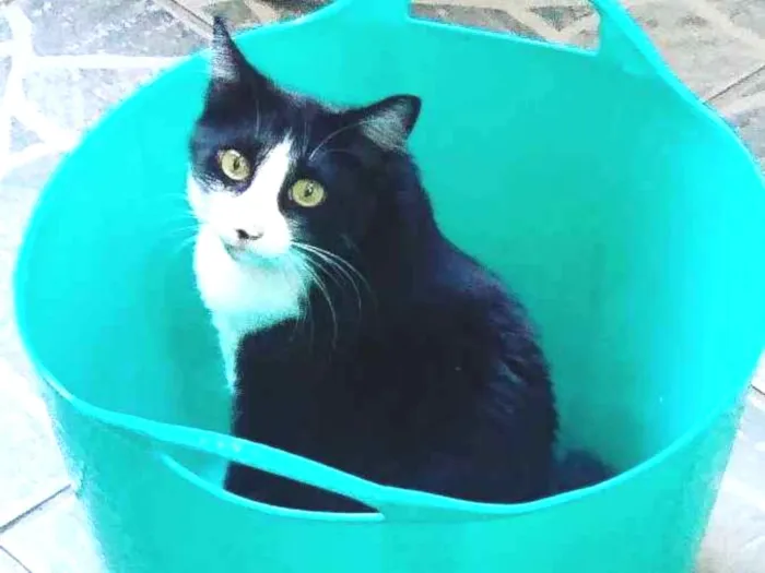 Gato ra a Frajola idade 2 anos nome Amora