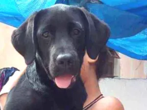 Cachorro raça Labrador idade 1 ano nome Kijja