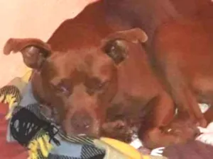 Cachorro raça Pitbull  idade 6 ou mais anos nome Brownie