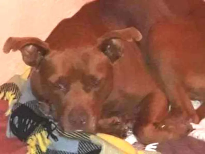 Cachorro ra a Pitbull  idade 6 ou mais anos nome Brownie