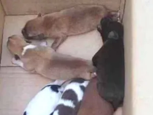 Cachorro raça Vira lata idade Abaixo de 2 meses nome Sem nomes