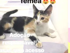 Gato raça Srd idade 2 a 6 meses nome Sem nome