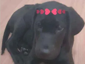 Cachorro raça  idade 2 a 6 meses nome Pretinha linda