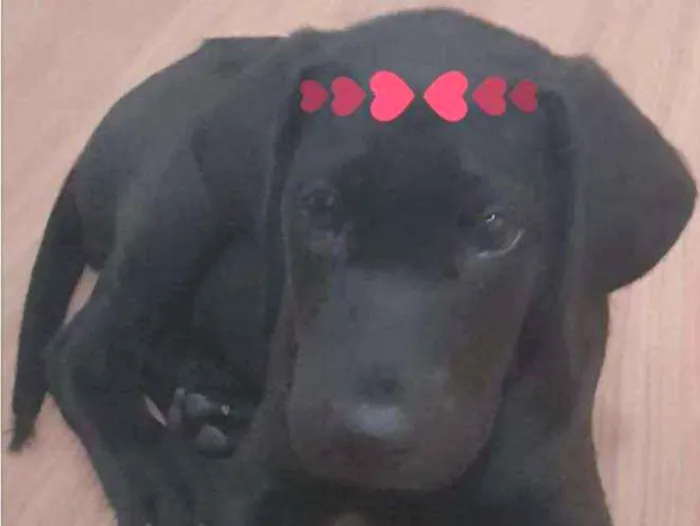 Cachorro ra a  idade 2 a 6 meses nome Pretinha linda
