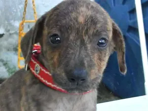 Cachorro raça Rnd idade Abaixo de 2 meses nome Nao 