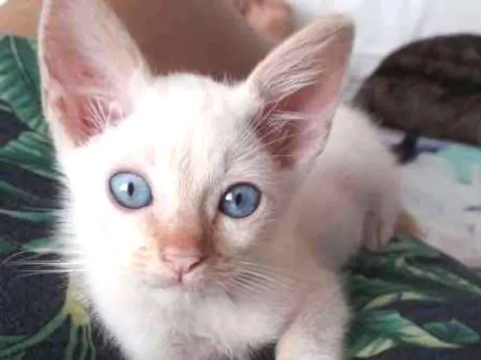 Gato ra a SRD idade 2 a 6 meses nome Ajay