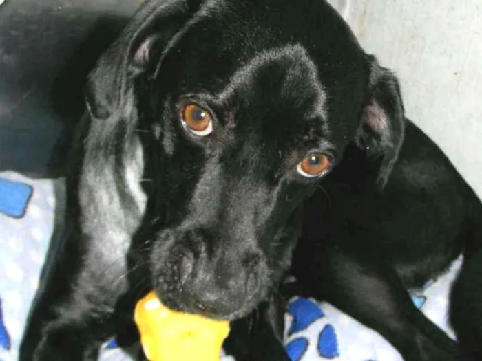 Cachorro ra a SRD idade 2 anos nome ZORRO