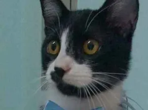 Gato raça SRD idade 2 a 6 meses nome Rick