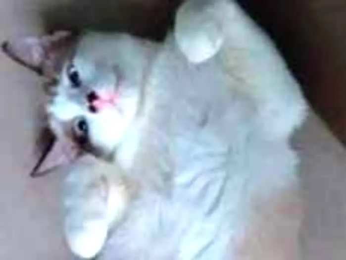 Gato raça - idade 1 ano nome Tião 