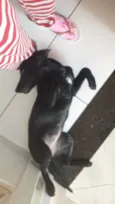 Pantera