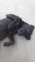 Pantera