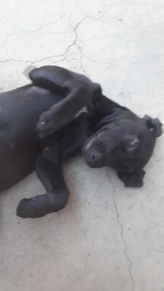 Cachorro ra a Labrador com vira-lata idade 2 a 6 meses nome Pantera