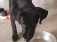 Pantera
