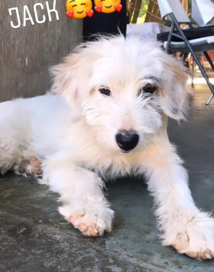Cachorro ra a Mestiço  idade 2 a 6 meses nome Jack