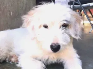 Cachorro raça Mestiço  idade 2 a 6 meses nome Jack