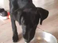 Pantera