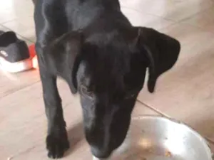 Cachorro raça Labrador com vira-lata idade 2 a 6 meses nome Pantera
