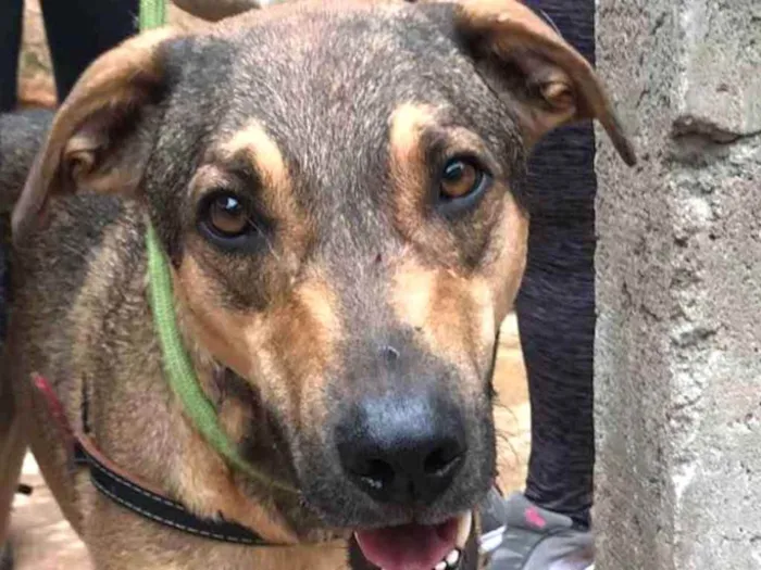 Cachorro ra a SRD idade 2 anos nome Simba