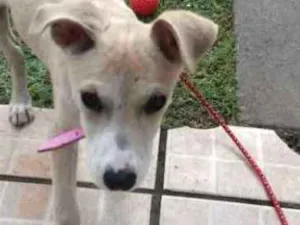 Cachorro raça Vira lata idade 2 a 6 meses nome MEL