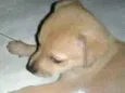 AMETISTA