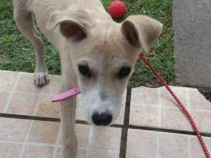 Cachorro raça Vira lata idade 2 a 6 meses nome MEL