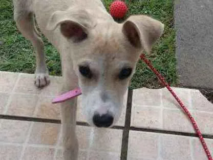 Cachorro ra a Vira lata idade 2 a 6 meses nome MEL