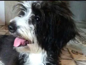 Cachorro raça Podier idade 2 anos nome Pandora