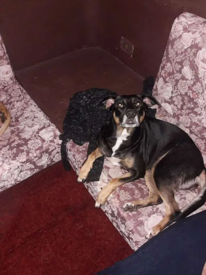 Cachorro ra a Srd idade 1 ano nome Marron e Cacau